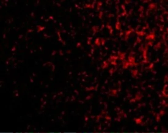IHC-P analysis of human spleen tissue using GTX31267 AVEN antibody. Working concentration : 20 microg/ml