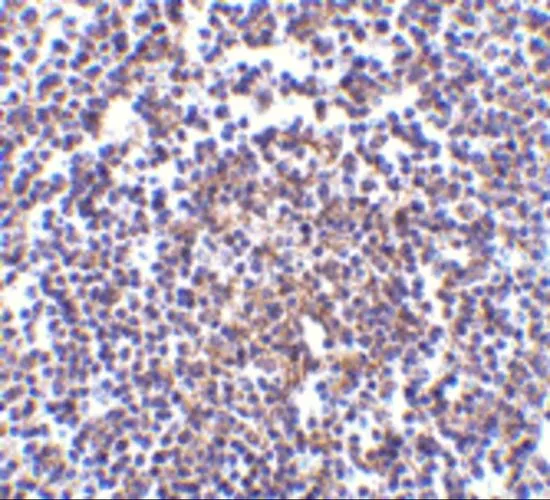 IHC-P analysis of human spleen tissue using GTX31267 AVEN antibody. Working concentration : 5 microg/ml