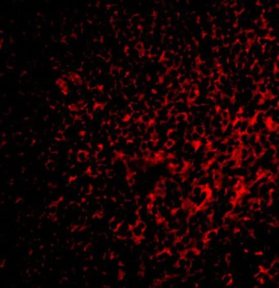 IHC-P analysis of rat spleen tissue using GTX31302 FAF1 antibody. Working concentration : 2 microg/ml