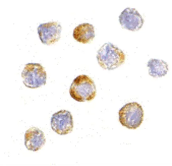ICC/IF analysis of HeLa cells using GTX31323 TRIM25 antibody. Working concentration : 20 microg/ml
