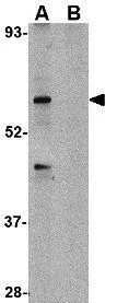 WB analysis of HeLa cell lysate in (A) the absence and (B) presence of blocking peptide using GTX31323 TRIM25 antibody. Working concentration : 1 microg/ml