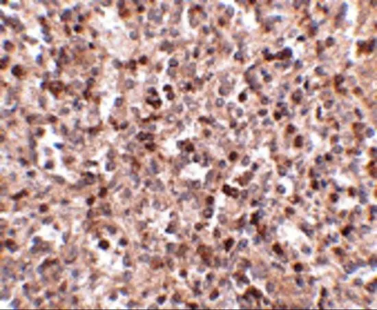 IHC-P analysis of human spleen tissue using GTX31370 KLRA1 antibody. Working concentration : 2.5 microg/ml
