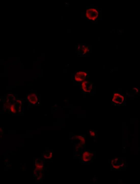ICC/IF analysis of 293 cells using GTX31371 KLRA1 antibody. Working concentration : 20 microg/ml