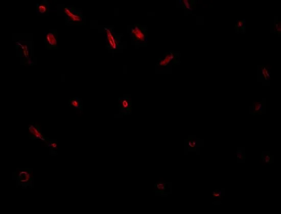 IHC-P analysis of rat brain tissue using GTX31384 C20orf11 antibody. Working concentration : 20 microg/ml