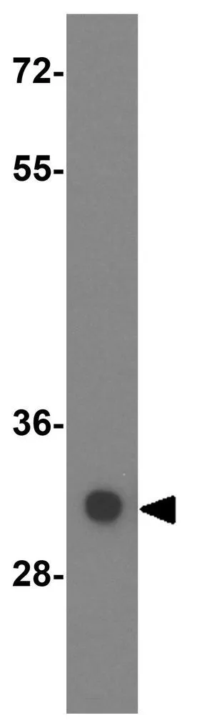 WB analysis of Jurkat cell lysate using GTX31396 SGK493 antibody. Working concentration : 0.5 microg/ml