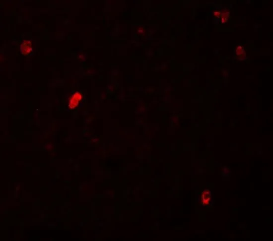IHC-P analysis of human spleen tissue using GTX31424 FBXL16 antibody. Working concentration : 20 microg/ml