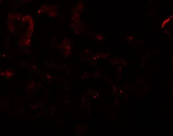 IHC-P analysis of human kidney tissue using GTX31427 SLAMF9 antibody. Working concentration : 20 microg/ml