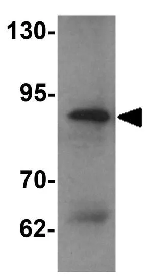WB analysis of 293 cell lysate using GTX31435 EZH2 antibody. Working concentration : 1 microg/ml