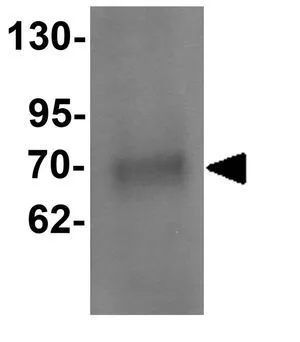 WB analysis of Daudi cell lysate using GTX31444 ATAD3A antibody. Working concentration : 1 microg/ml