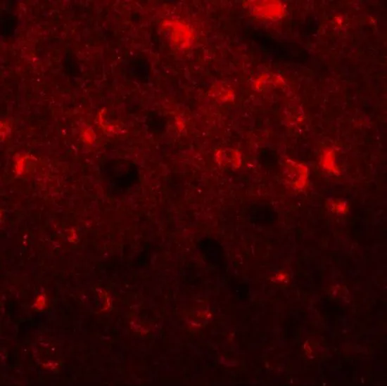 IHC-P analysis of mouse brain tissue using GTX31449 TMEM59L antibody. Working concentration : 20 microg/ml