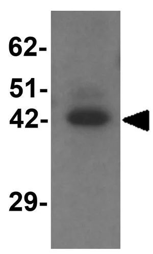 WB analysis of rat heart tissue lysate using GTX31449 TMEM59L antibody. Working concentration : 1 microg/ml