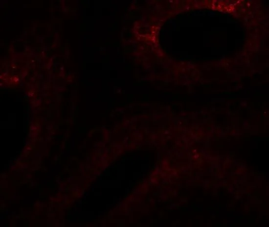 IHC-P analysis of mouse testis tissue using GTX31461 SPATA6 antibody. Working concentration : 20 microg/ml