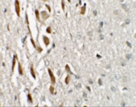 IHC-P analysis of mouse brain tissue using GTX31474 ZNF537 antibody. Working concentration : 2.5 microg/ml IHC-P analysis of mouse brain tissue using GTX31474 ZNF537 antibody. Working concentration : 2.5 microg/ml