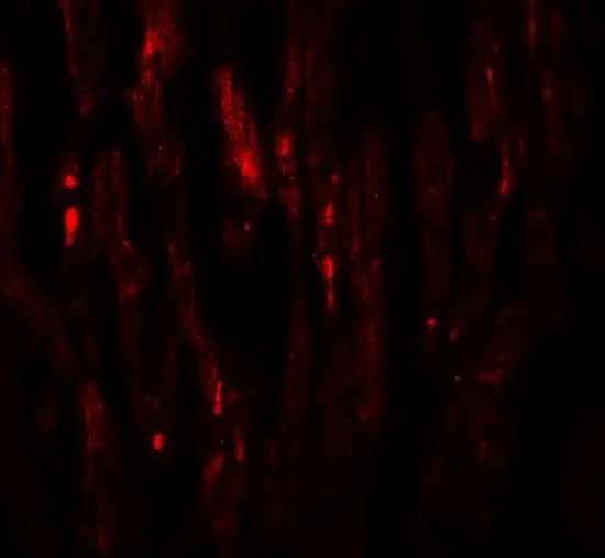 IHC-P analysis of human heart tissue using GTX31494 EED antibody. Working concentration : 20 microg/ml IHC-P analysis of human heart tissue using GTX31494 EED antibody. Working concentration : 20 microg/ml