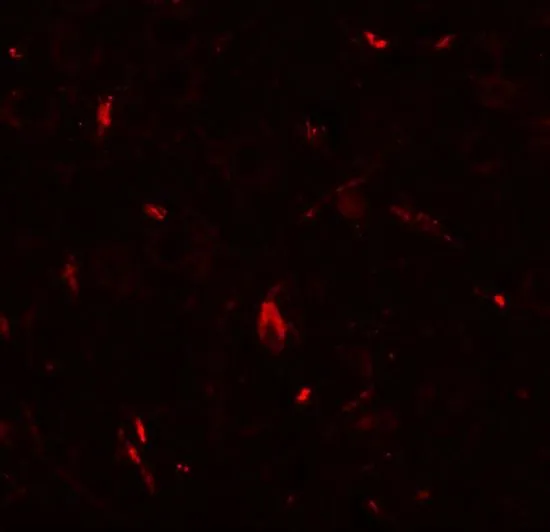 IHC-P analysis of rat brain tissue using GTX31521 GRIP1 antibody. Working concentration : 20 microg/ml