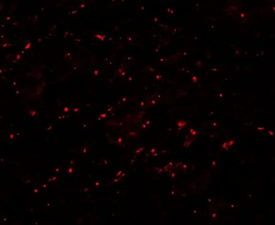 IHC-P analysis of human small intestine tissue using GTX31547 Lipin 1 antibody. Working concentration : 20 microg/ml