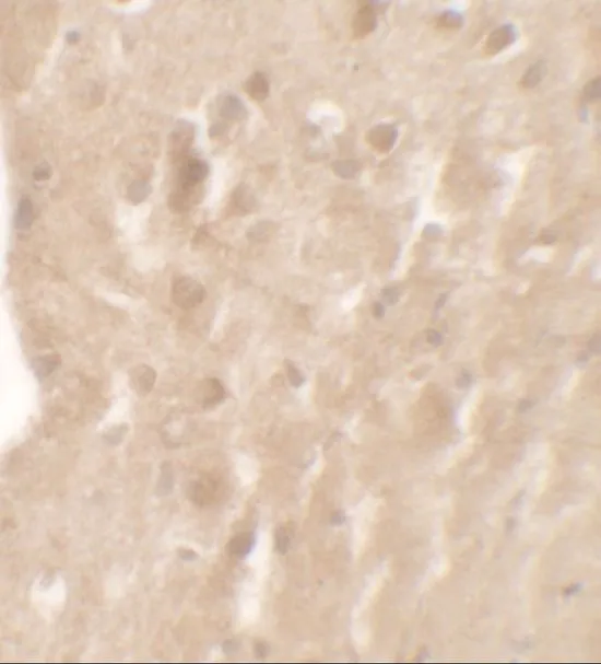 IHC-P analysis of mouse brain tissue using GTX31557 AIMP1 antibody. Working concentration : 5 ug/ml