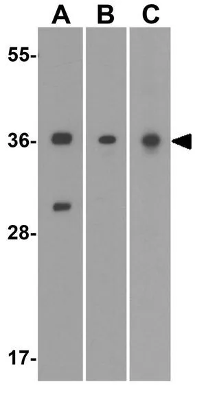 WB analysis of (A) human, (B) mouse, and (C) rat brain tissue lysate using GTX31557 AIMP1 antibody. Working concentration : 1 microg/ml