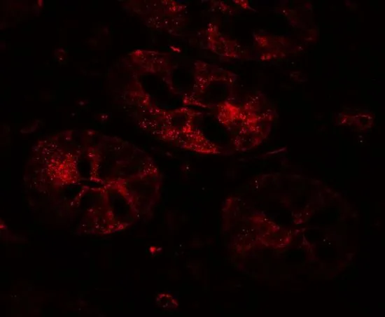 IHC-P analysis of human small intestine tissue using GTX31558 Mist1 antibody. Working concentration : 20 microg/ml