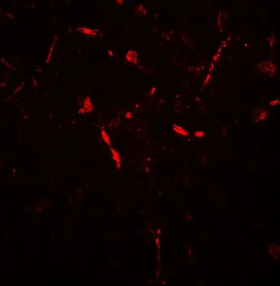 IHC-P analysis of human brain tissue using GTX31561 APPBP2 antibody. Working concentration : 20 microg/ml