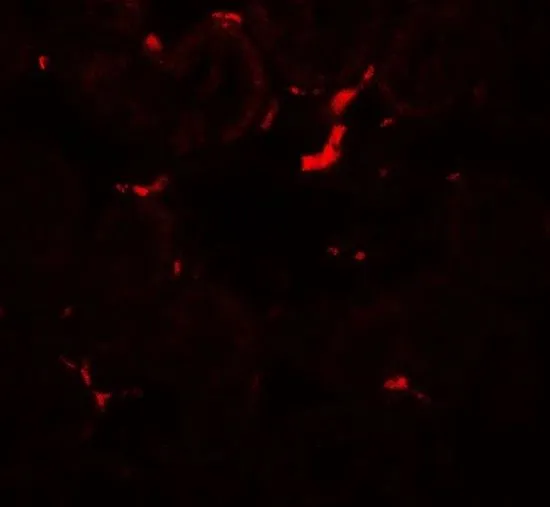 IHC-P analysis of rat colon tissue using GTX31594 Vezatin antibody. Working concentration : 20 microg/ml IHC-P analysis of rat colon tissue using GTX31594 Vezatin antibody. Working concentration : 20 microg/ml