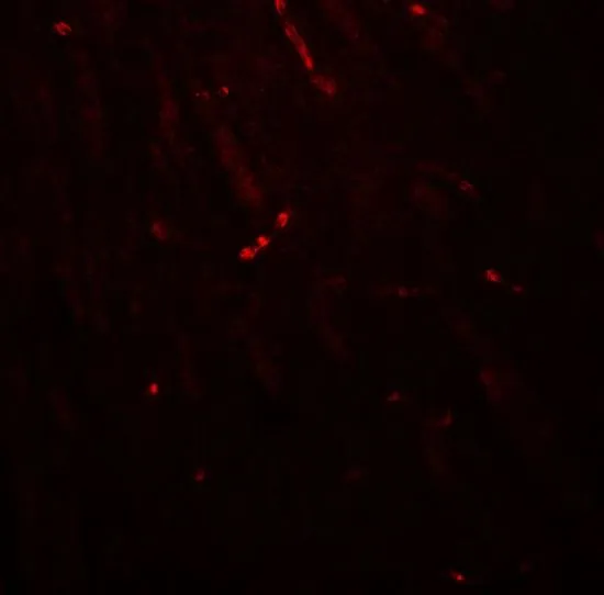 IHC-P analysis of mouse brain tissue using GTX31601 KCNK1 antibody. Working concentration : 20 microg/ml