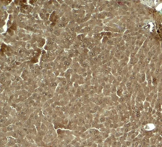 IHC-P analysis of mouse liver tissue using GTX31603 KLF17 antibody. Working concentration : 5 microg/ml IHC-P analysis of mouse liver tissue using GTX31603 KLF17 antibody. Working concentration : 5 microg/ml