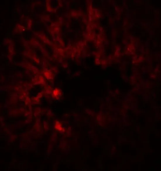 IHC-P analysis of rat testis tissue using GTX31613 SOX4 antibody. Working concentration : 20 microg/ml