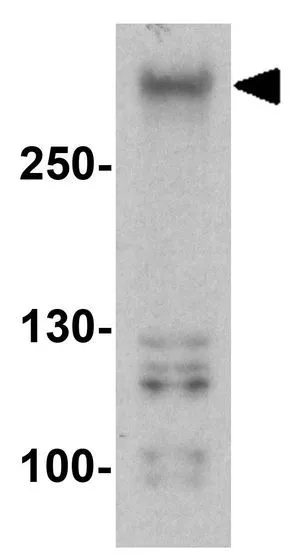 WB analysis of 293 cell lysate using GTX31616 ODZ3 antibody. Working concentration : 1 microg/ml