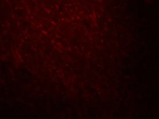 IHC-P analysis of mouse brain tissue using GTX31619 ARID1A antibody. Working concentration : 20 microg/ml