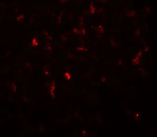 IHC-P analysis of rat stomach tissue using GTX31625 Hexokinase 1 antibody. Working concentration : 20 microg/ml