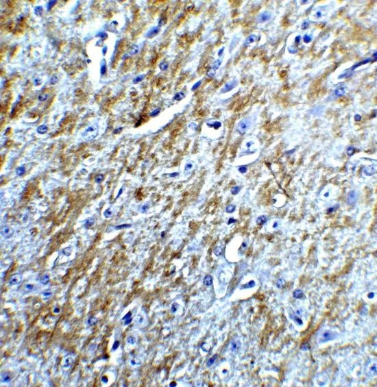 IHC-P analysis of mouse brain tissue using GTX31651 Survivin antibody. Working concentration : 5 microg/ml IHC-P analysis of mouse brain tissue using GTX31651 Survivin antibody. Working concentration : 5 microg/ml