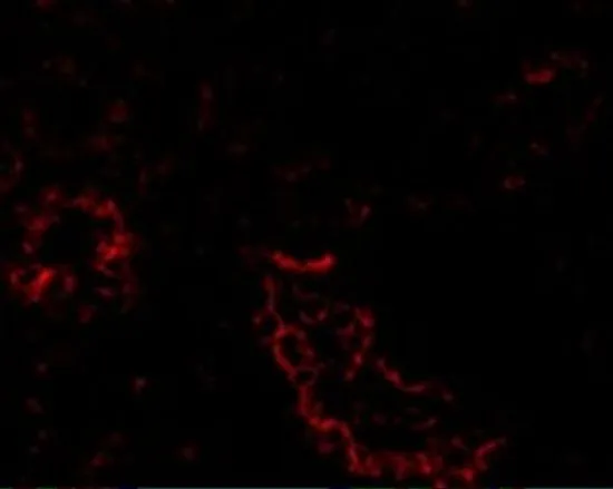 IHC-P analysis of human kidney tissue using GTX31680 ACE2 antibody. Working concentration : 20 microg/ml