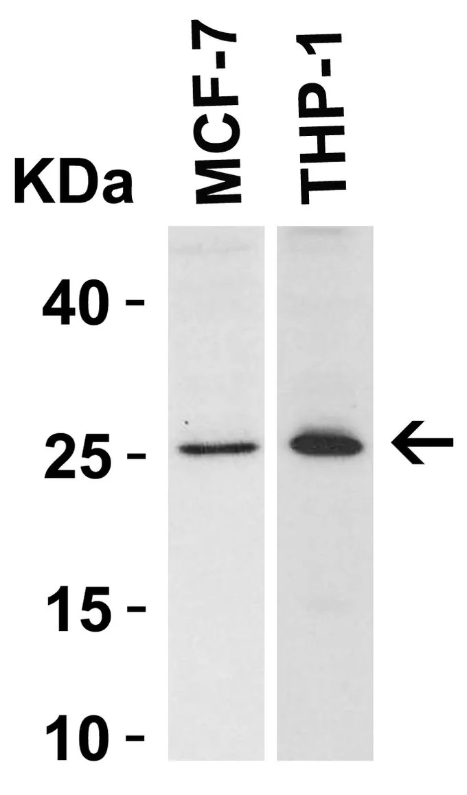 WB analysis of MCF-7 and THP-1 cell lysate using GTX31686 Bcl-2 antibody.