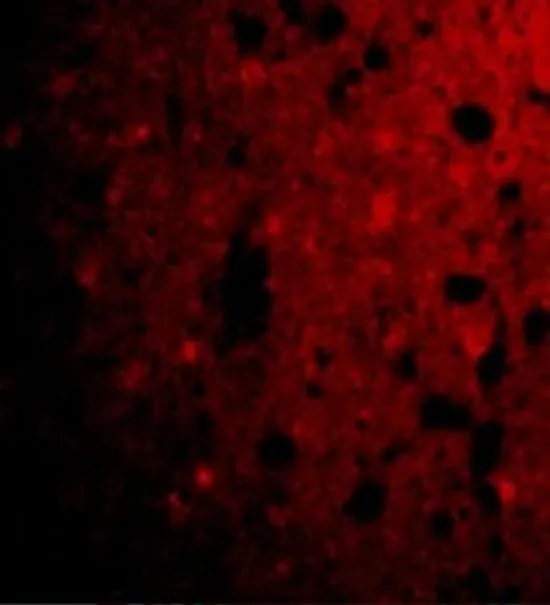 IHC-P analysis of human brain tissue using GTX31723 CRMP1 antibody. Working concentration : 20 microg/ml