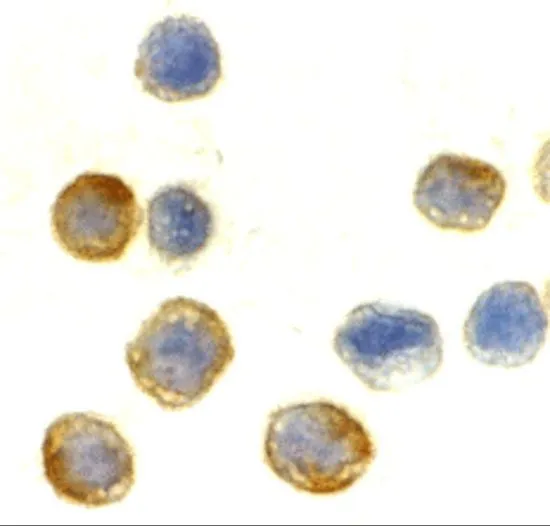 ICC/IF analysis of HeLa cells using GTX31732 beta Actin antibody. Working concentration : 10 microg/ml