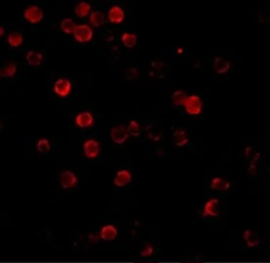 ICC/IF analysis of HeLa cells using GTX31732 beta Actin antibody. Working concentration : 20 microg/ml