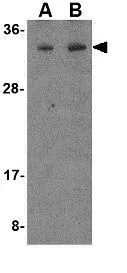 WB analysis of K562 cell lysate using GTX31761 MORF4 antibody. Working concentration : (A) 1 and (B) 2 microg/ml
