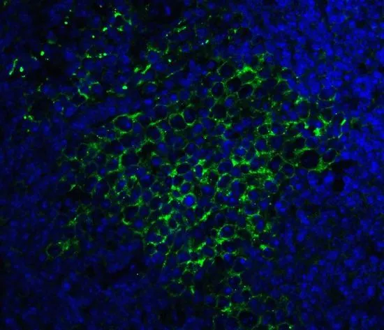 IHC-P analysis of mouse spleen tissue using GTX31795 SQSTM1 antibody. Working concentration : 20 microg/ml