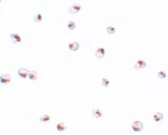 ICC/IF analysis of 293 cells using GTX31804 UBA2 antibody. Working concentration : 4 microg/ml