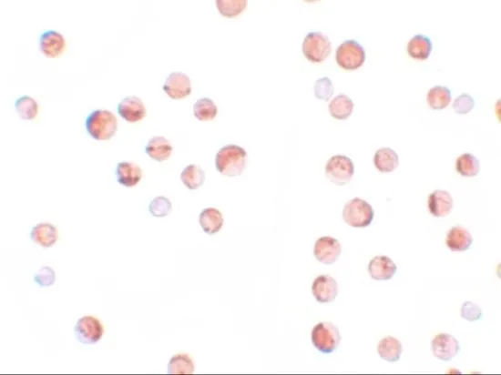 ICC/IF analysis of HeLa cells using GTX31811 SRP1 antibody. Working concentration : 2.5 microg/ml