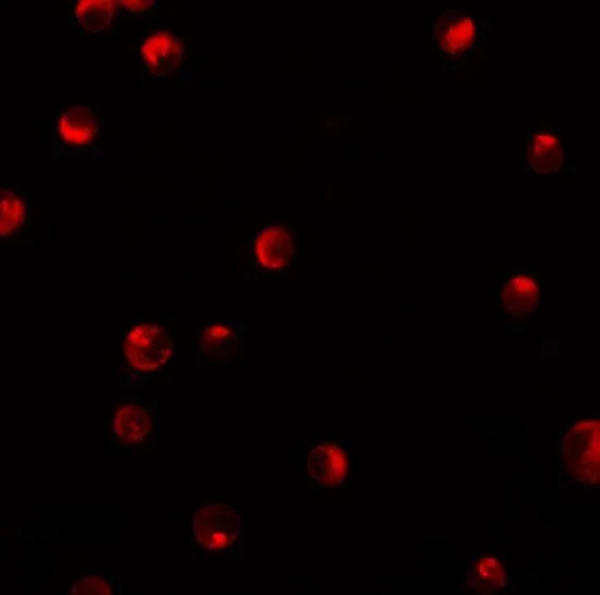 ICC/IF analysis of K562 cells using GTX31811 SRP1 antibody. Working concentration : 20 microg/ml