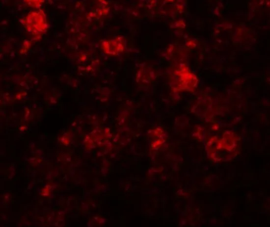 IHC-P analysis of mouse liver tissue using GTX31818 SLC39A12 antibody. Working concentration : 20 microg/ml