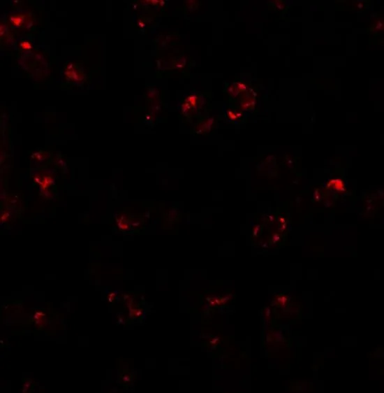 ICC/IF analysis of 3T3 cells using GTX31857 LEMD2 antibody. Working concentration : 20 microg/ml