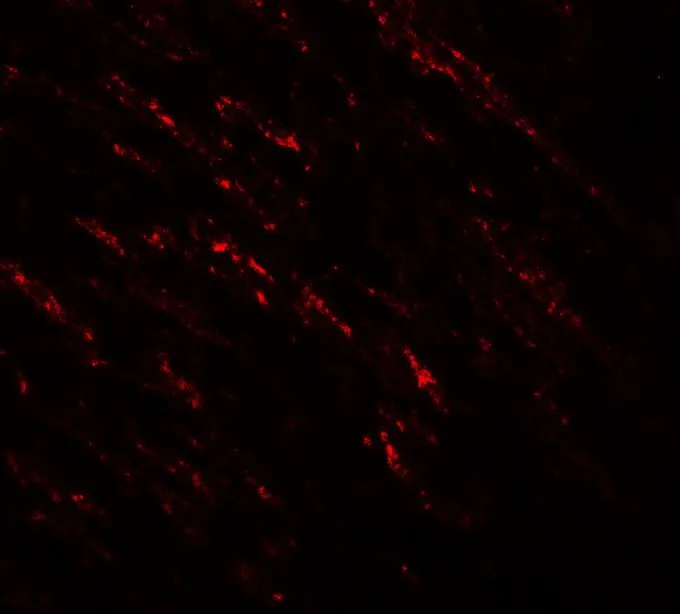 IHC-P analysis of 4% PFA-fixed Human Small Intestine Tissue using GTX31881 B-Raf antibody. Dilution : 20microg/mL