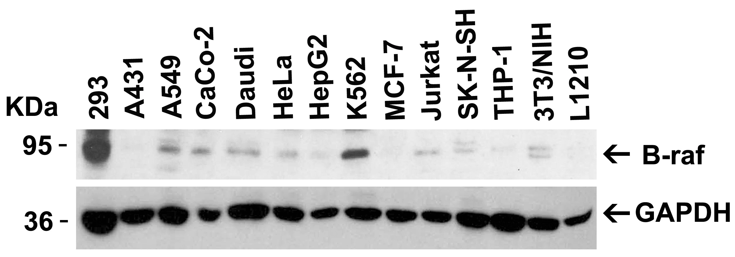 WB analysis of various sample lysates using GTX31881 B-Raf antibody. Loading : 15microg of lysates per lane Dilution : 0.5 microg/ml