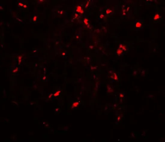 IHC-P analysis of mouse liver tissue using GTX31902 RPSA antibody. Working concentration : 20 microg/ml