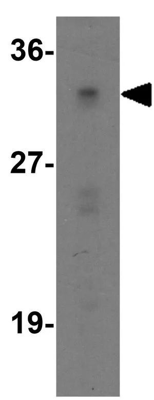 WB analysis of Caco-2 cell lysate using GTX31902 RPSA antibody. Working concentration : 1 microg/ml