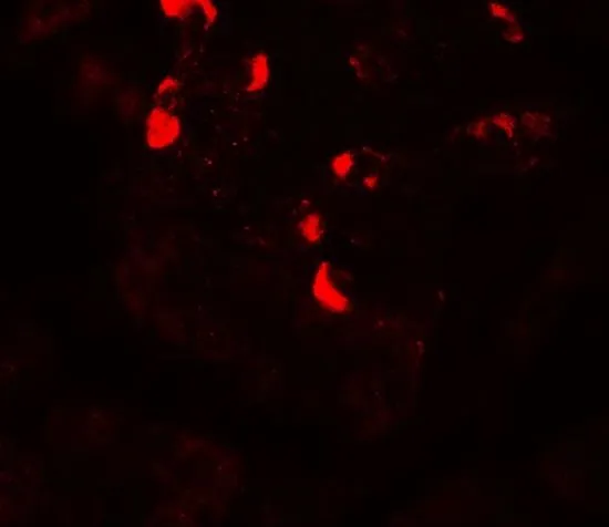 IHC-P analysis of human testis tissue using GTX31905 GLIPR1L1 antibody. Working concentration : 20 microg/ml