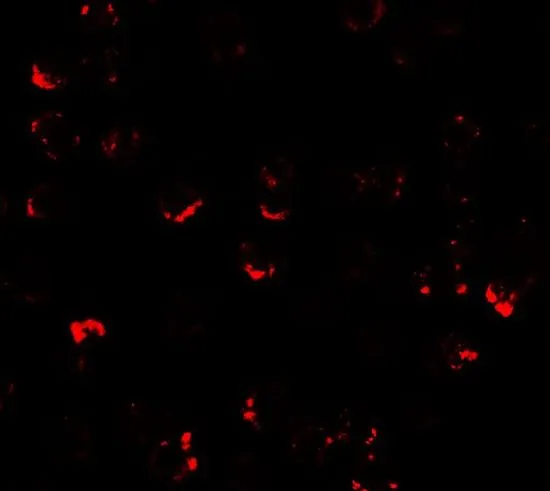 ICC/IF analysis of A431 cells using GTX31920 ATMIN antibody. Working concentration : 2.5 microg/ml